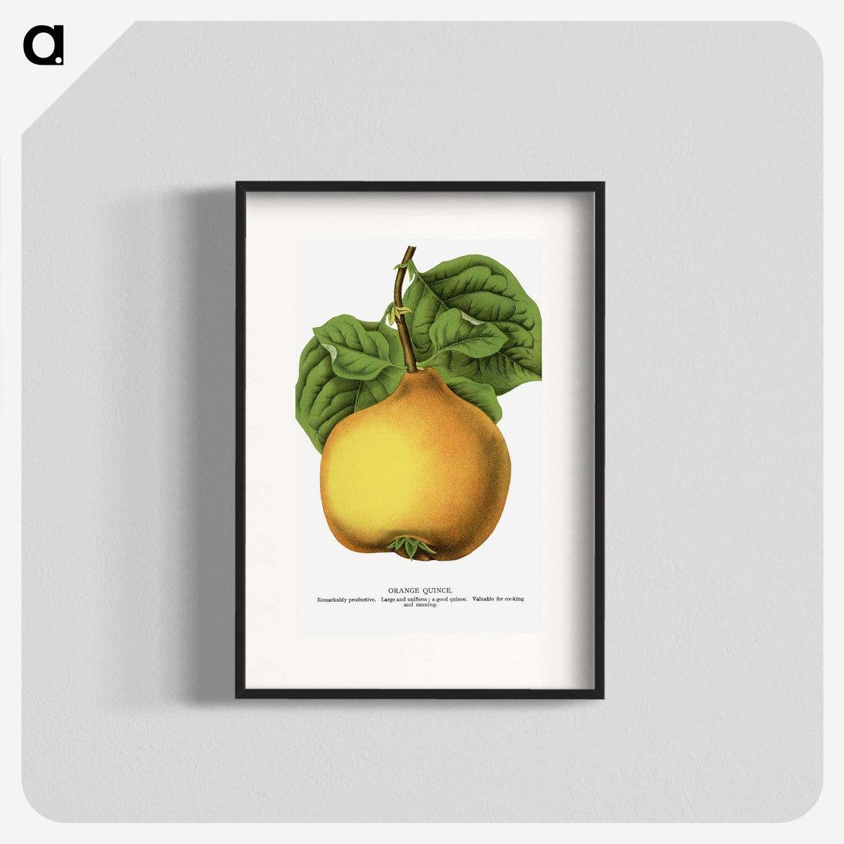 2-11_Botanical-Specimen-Plates_blk