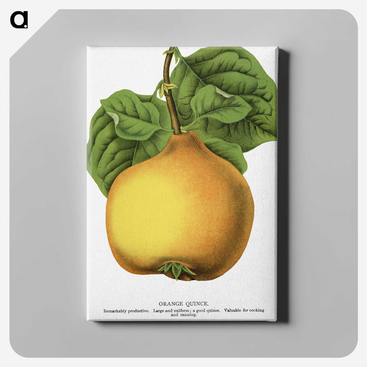 2-11_Botanical-Specimen-Plates_canvas