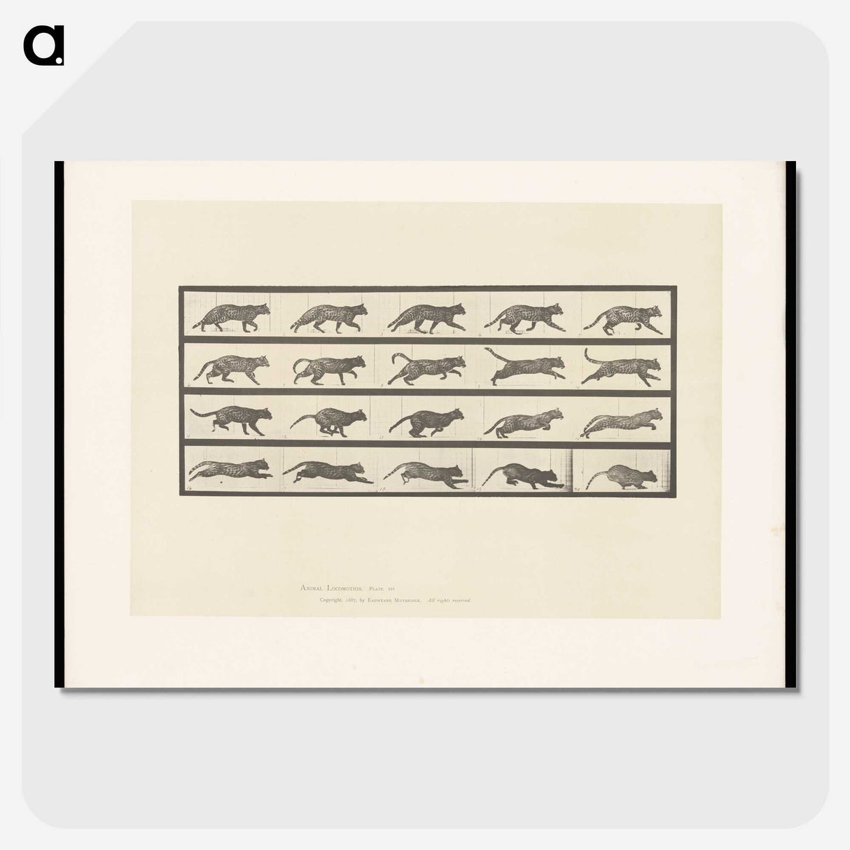 2-11_Eadweard-Muybridge_picture-crop