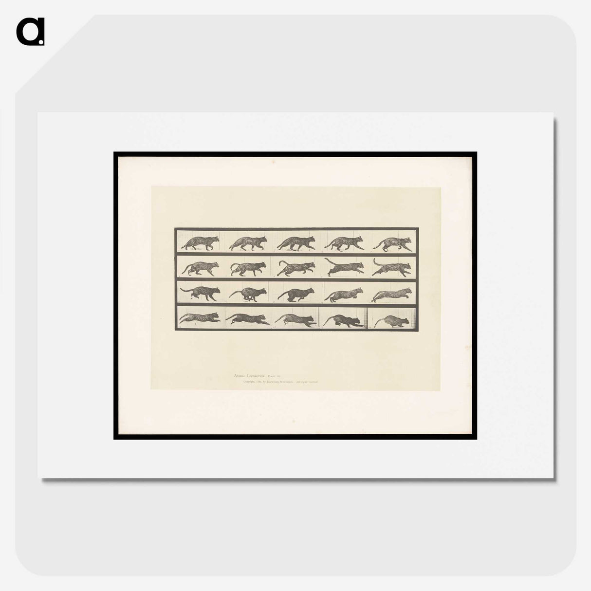 2-11_Eadweard-Muybridge_picture