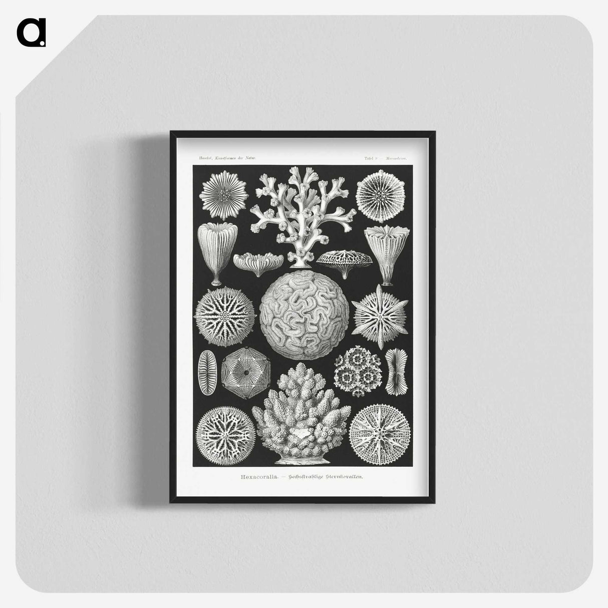 2-11_Ernst-Haeckel_blk-crop