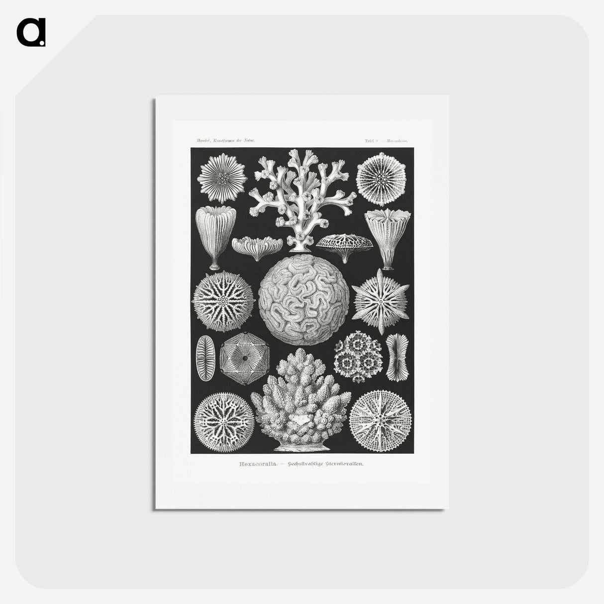 2-11_Ernst-Haeckel_hagaki