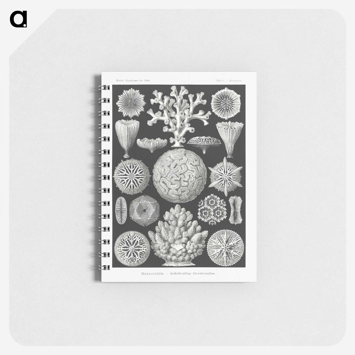 2-11_Ernst-Haeckel_memo