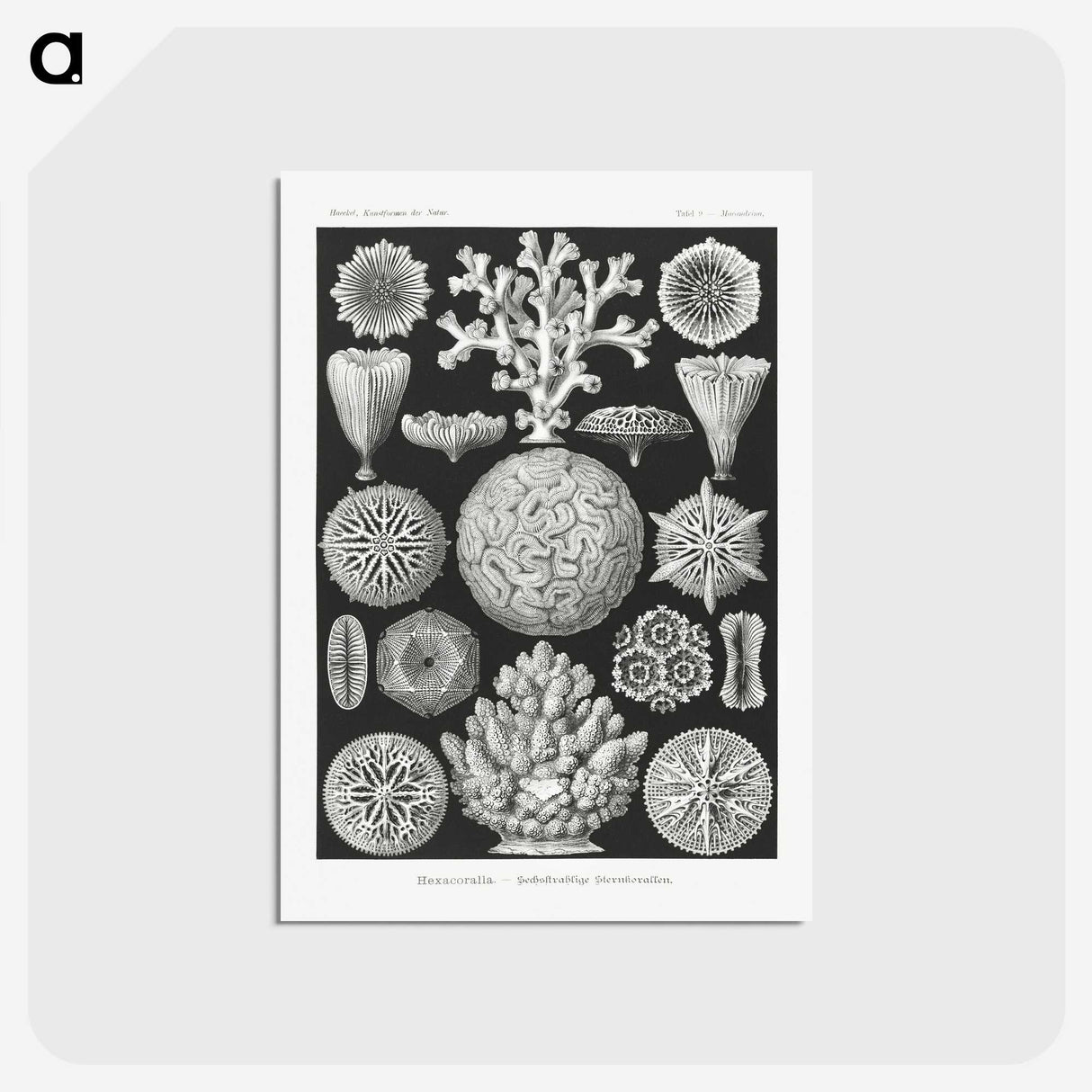 2-11_Ernst-Haeckel_postcard