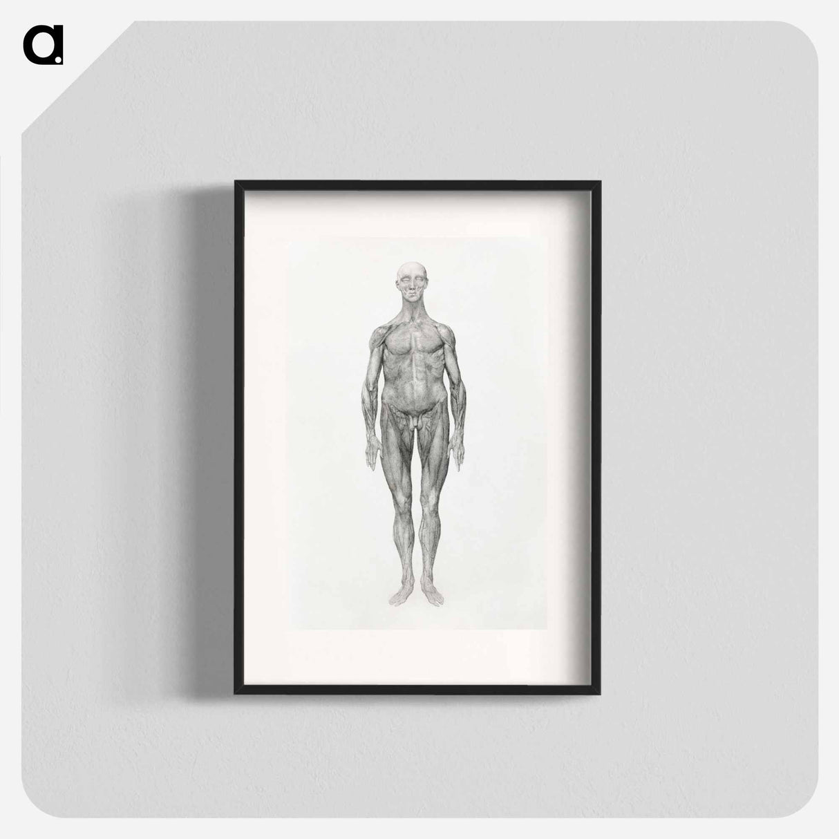 アートポスター-Anterior View, Facial Layers Removed
- ジョージ スタッブス Poster.