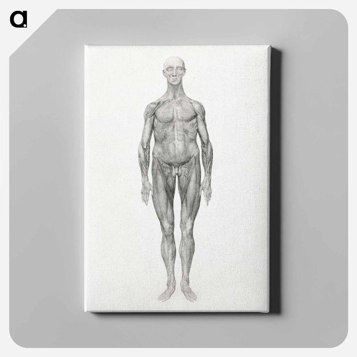 アートパネル-Anterior View, Facial Layers Removed
- ジョージ スタッブス Canvas.