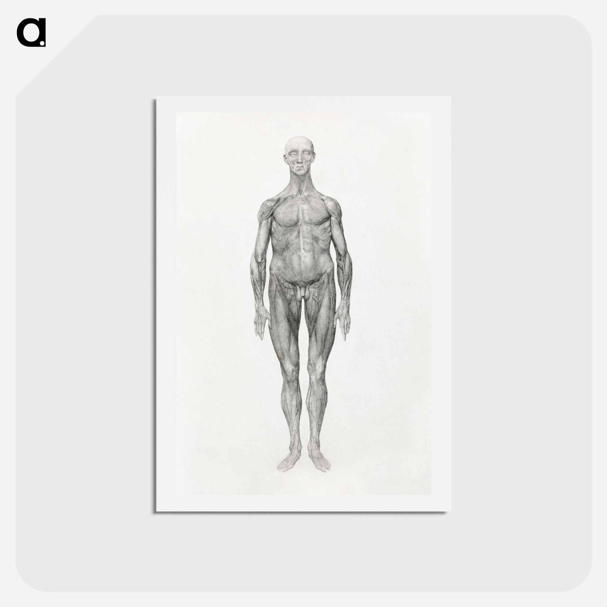 アートポストカード-Anterior View, Facial Layers Removed
- ジョージ スタッブス Postcard.