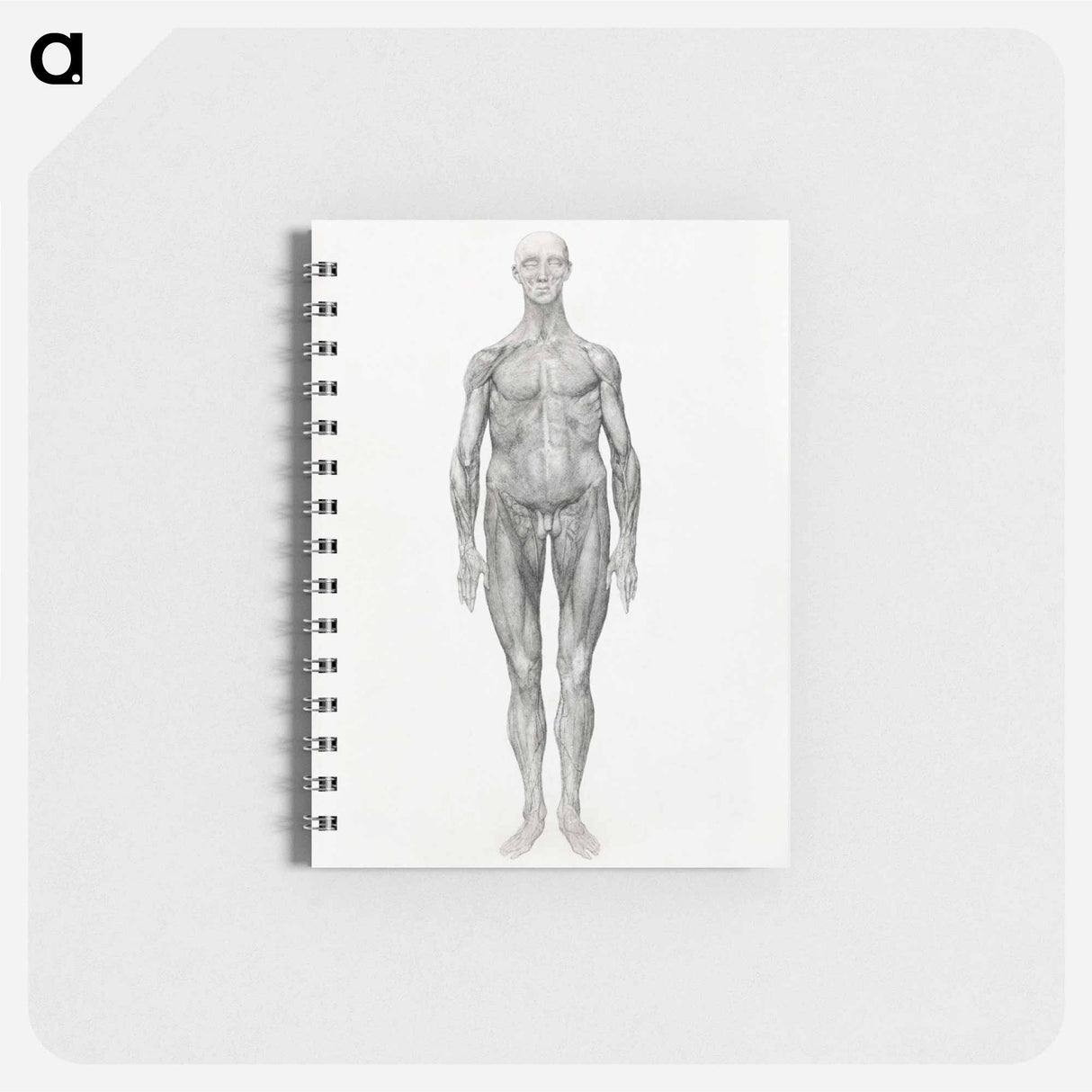 アートメモ帳-Anterior View, Facial Layers Removed
- ジョージ スタッブス Memo.