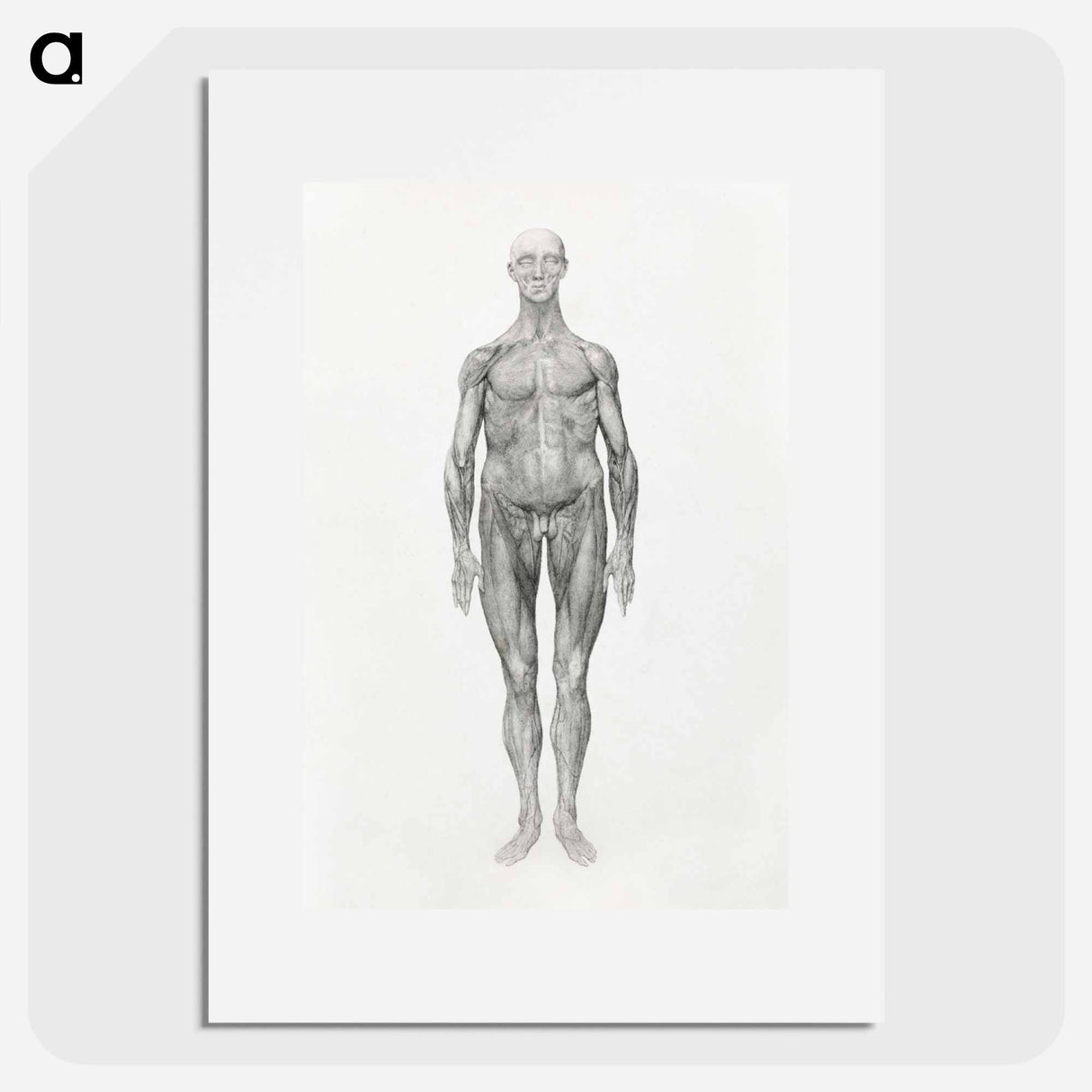 アートポスター-Anterior View, Facial Layers Removed
- ジョージ スタッブス Poster.