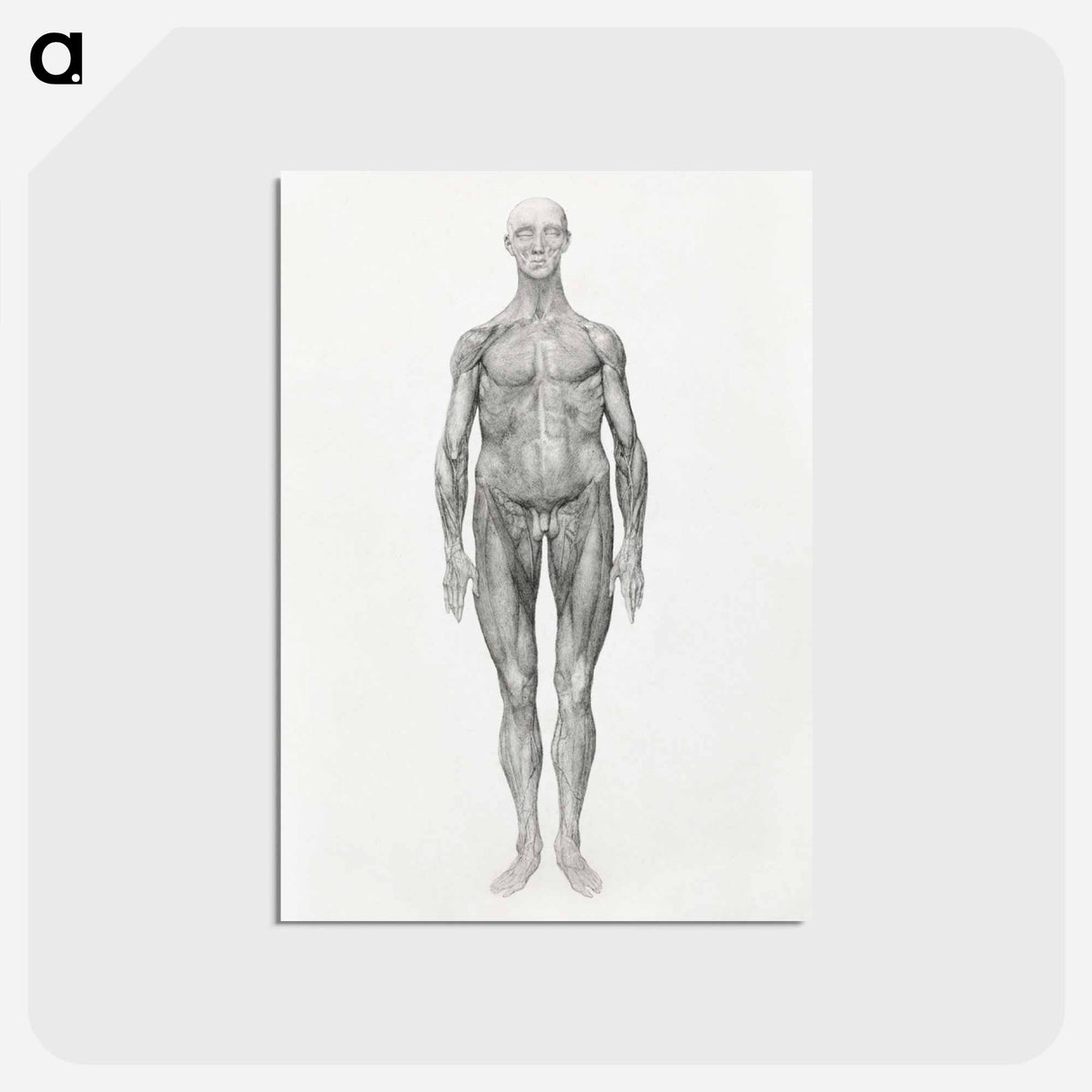 アートポストカード-Anterior View, Facial Layers Removed
- ジョージ スタッブス Postcard.