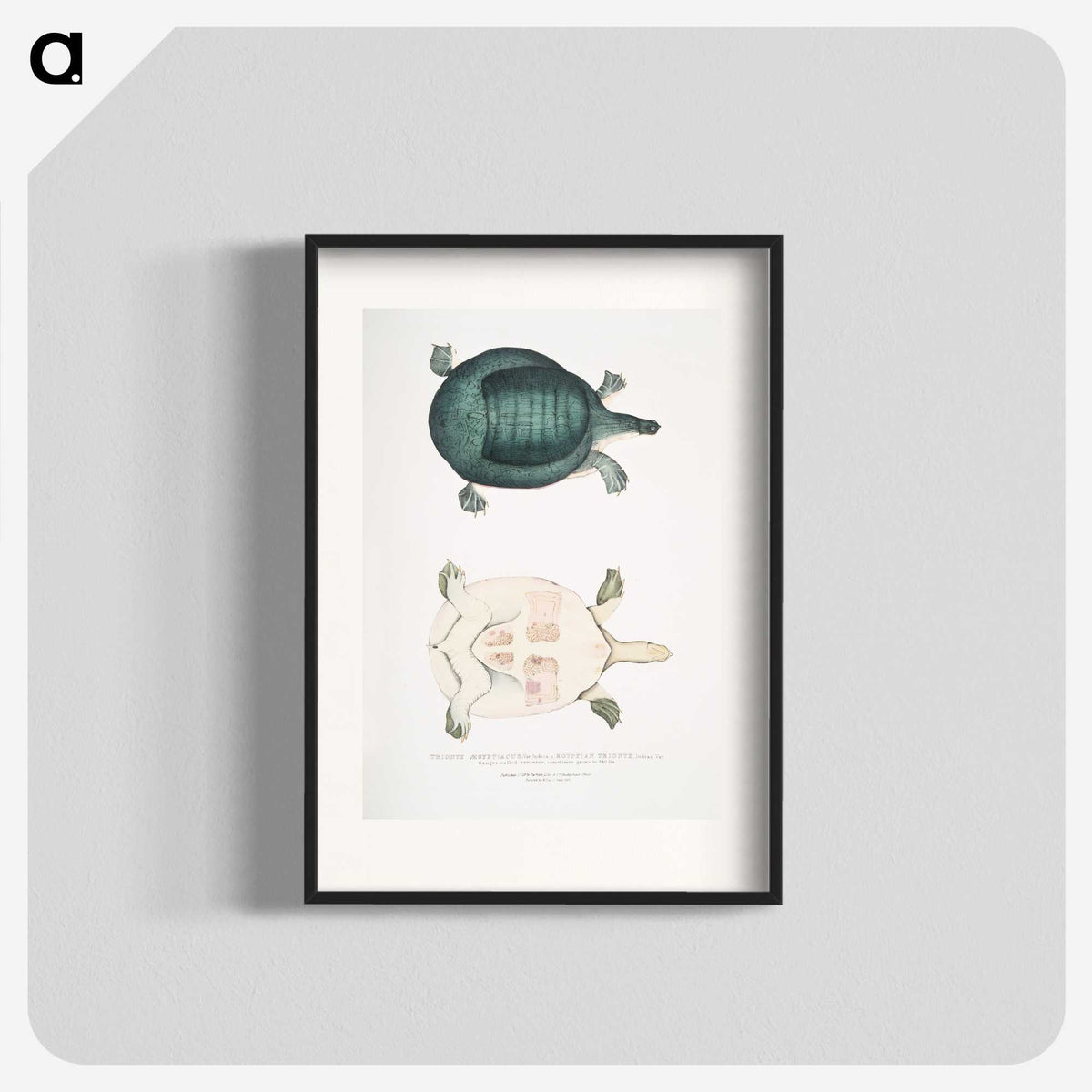 2-11_Indian-Zoology_blk