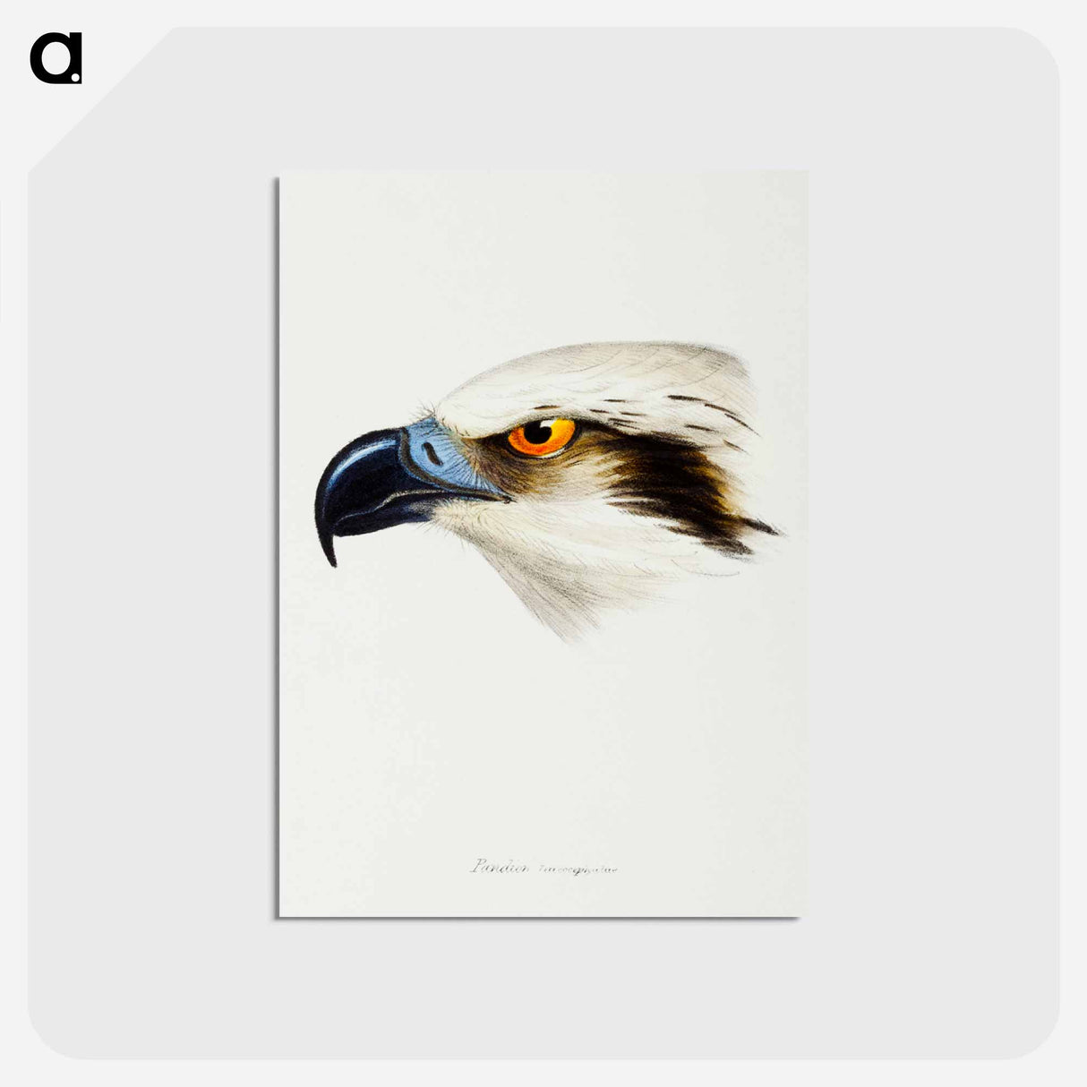 アートポストカード-White-headed Osprey
- ジョン グールド Postcard.