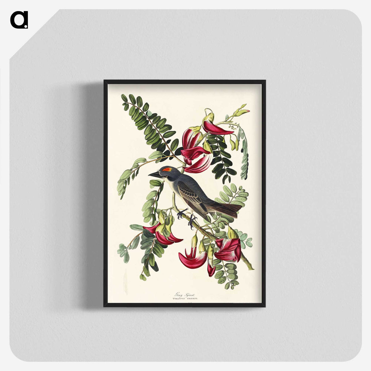 2-11_John-James-Audubon_blk-crop
