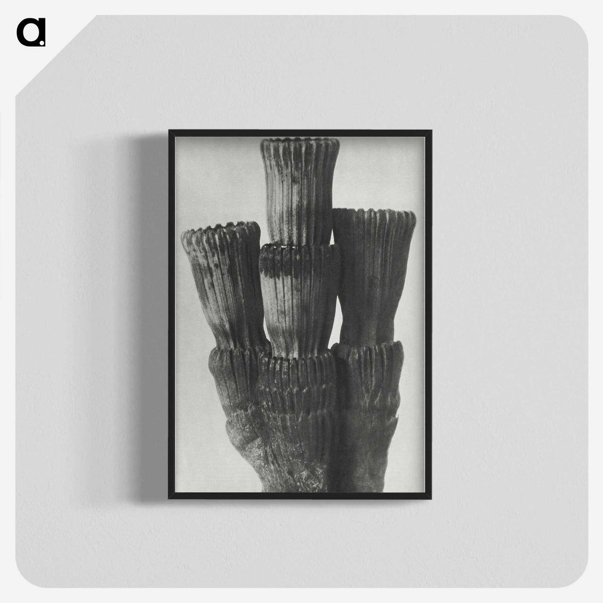 2-11_Karl-Blossfeldt_blk-crop