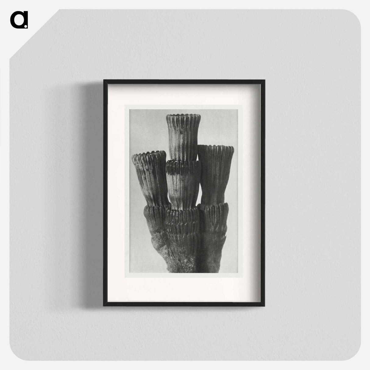Equisetum Hiemale - Karl Blossfeldt Poster.