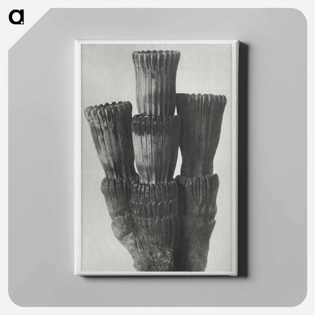 Equisetum Hiemale - Karl Blossfeldt Canvas.