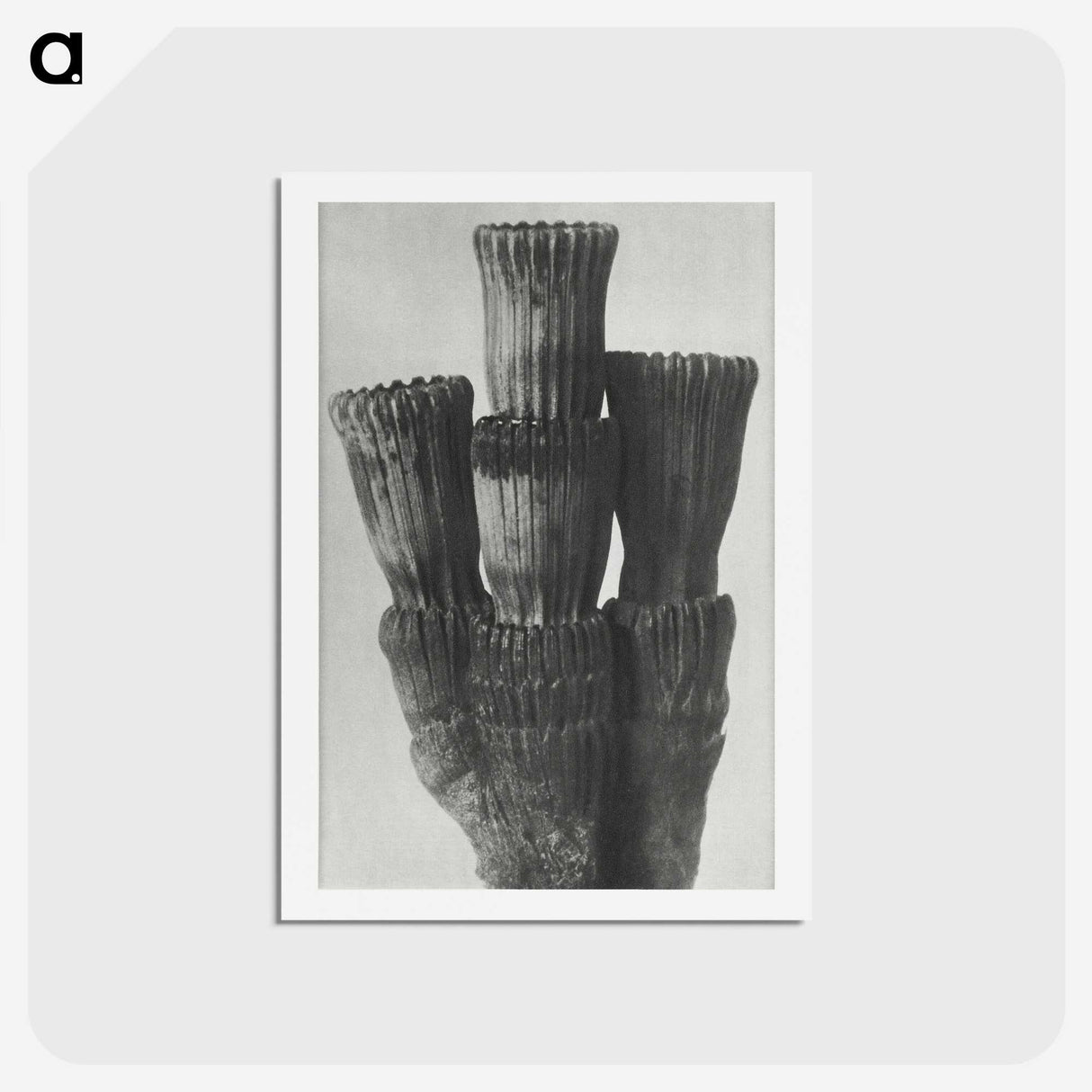 2-11_Karl-Blossfeldt_hagaki