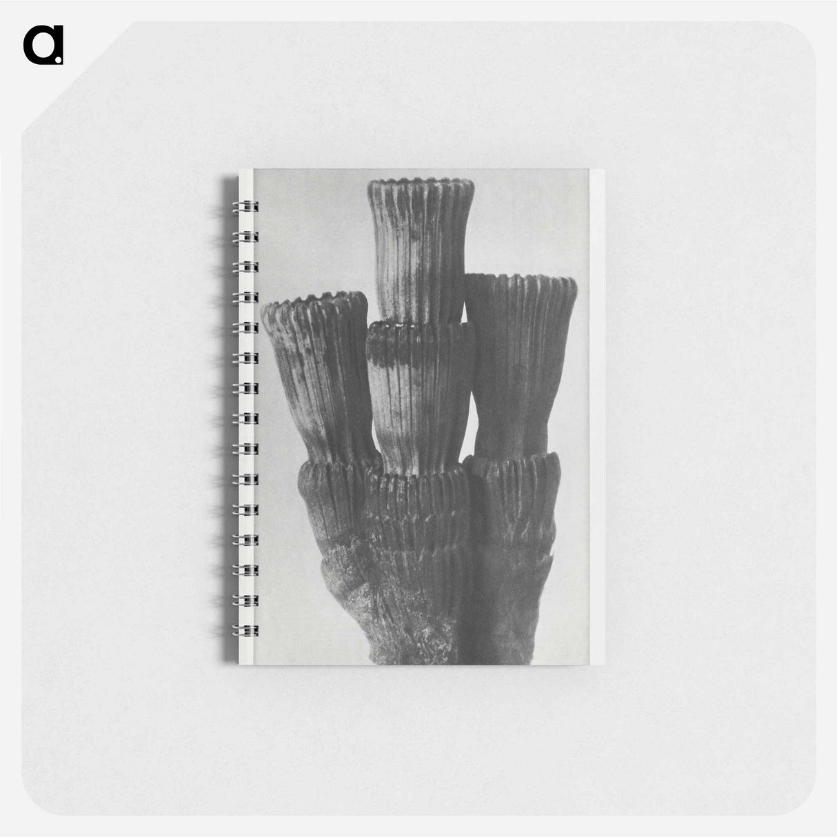 Equisetum Hiemale - カール ブロスフェルト Memo.