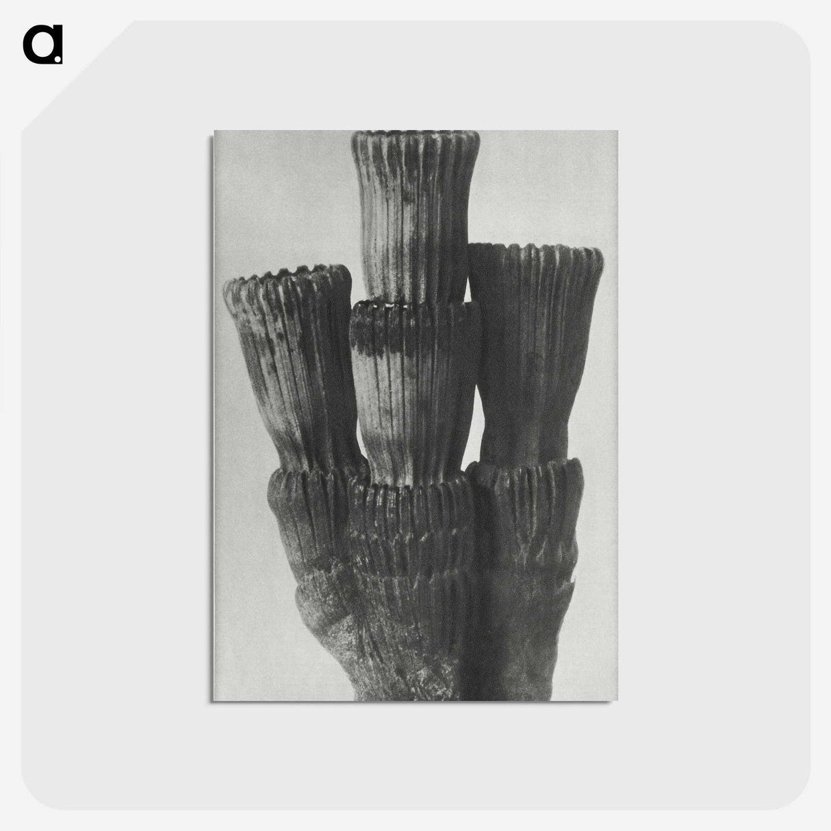 2-11_Karl-Blossfeldt_postcard