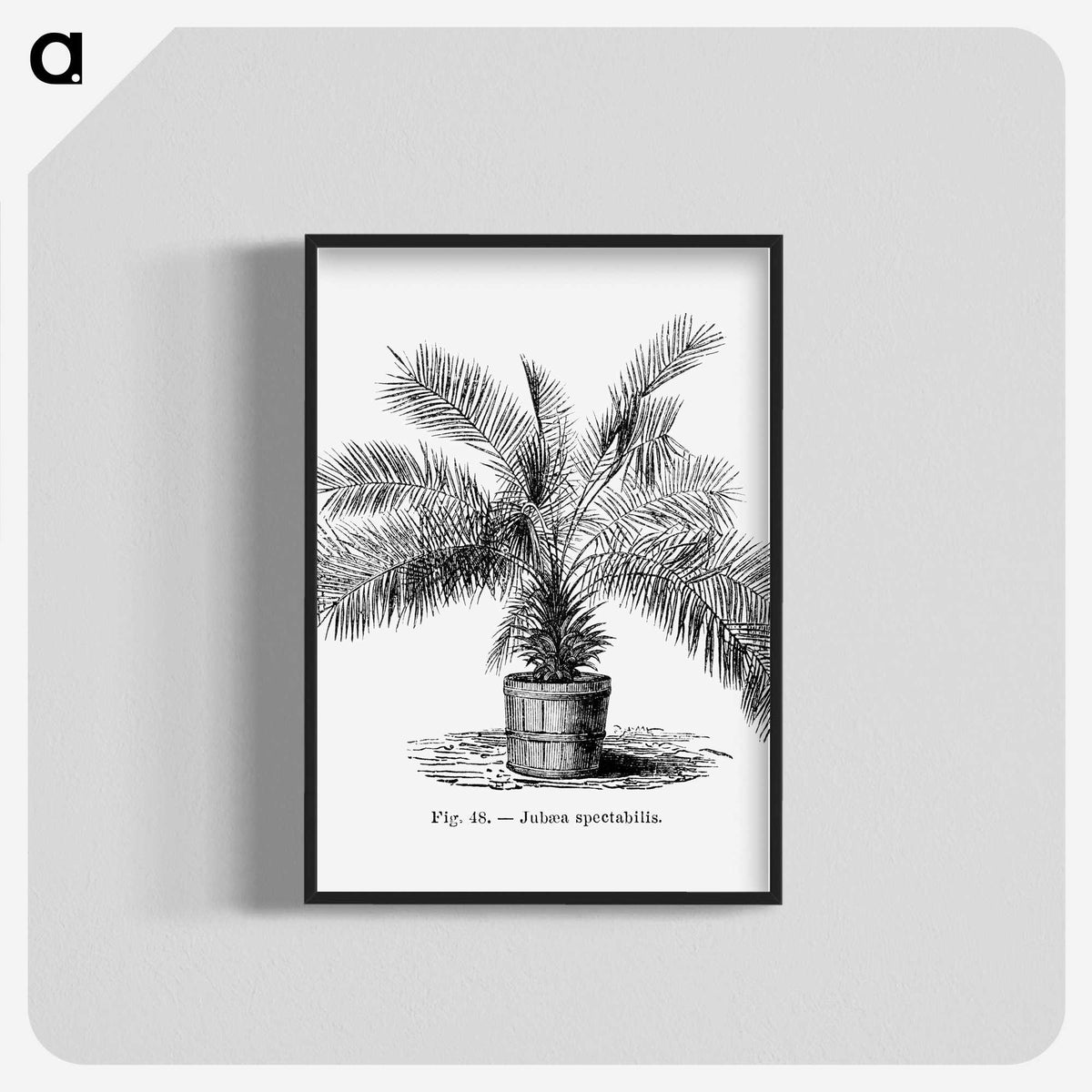 2-11_Les-Palmiers-Histoire-Iconographique_blk-crop
