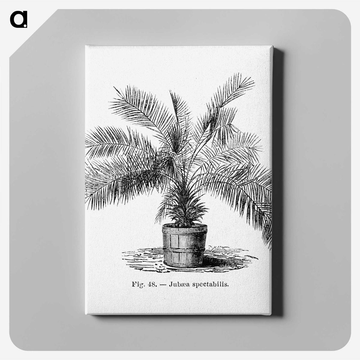 2-11_Les-Palmiers-Histoire-Iconographique_canvas