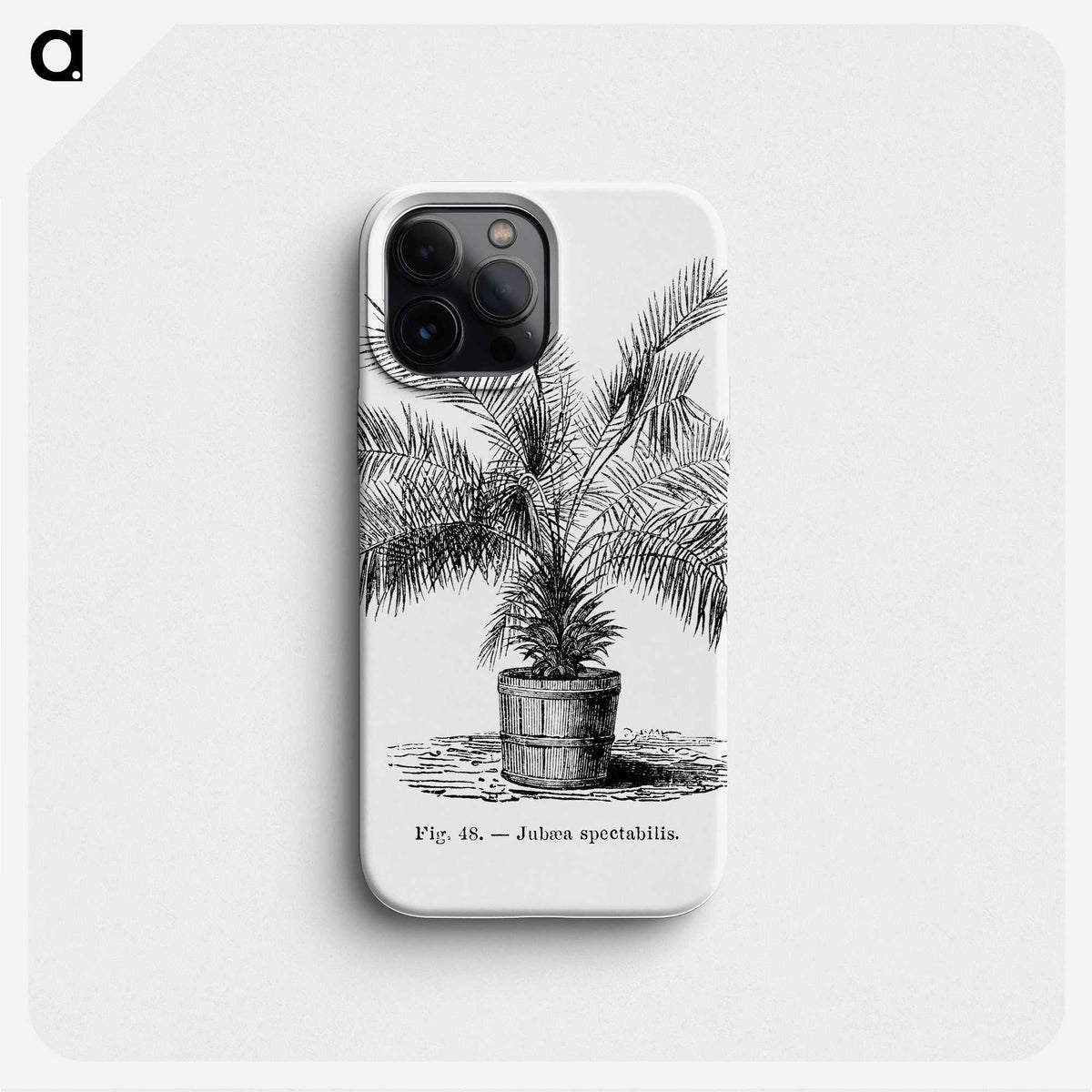 2-11_Les-Palmiers-Histoire-Iconographique_phone
