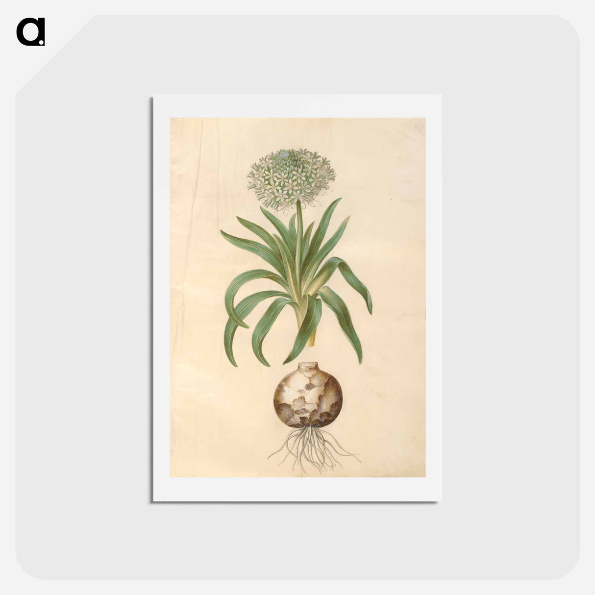 アートポストカード-Scilla peruviana
- マリア ジビーラ メーリアン Postcard.