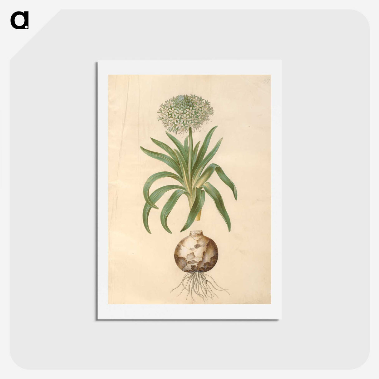 2-11_Maria-Sibylla-Merian_hagaki