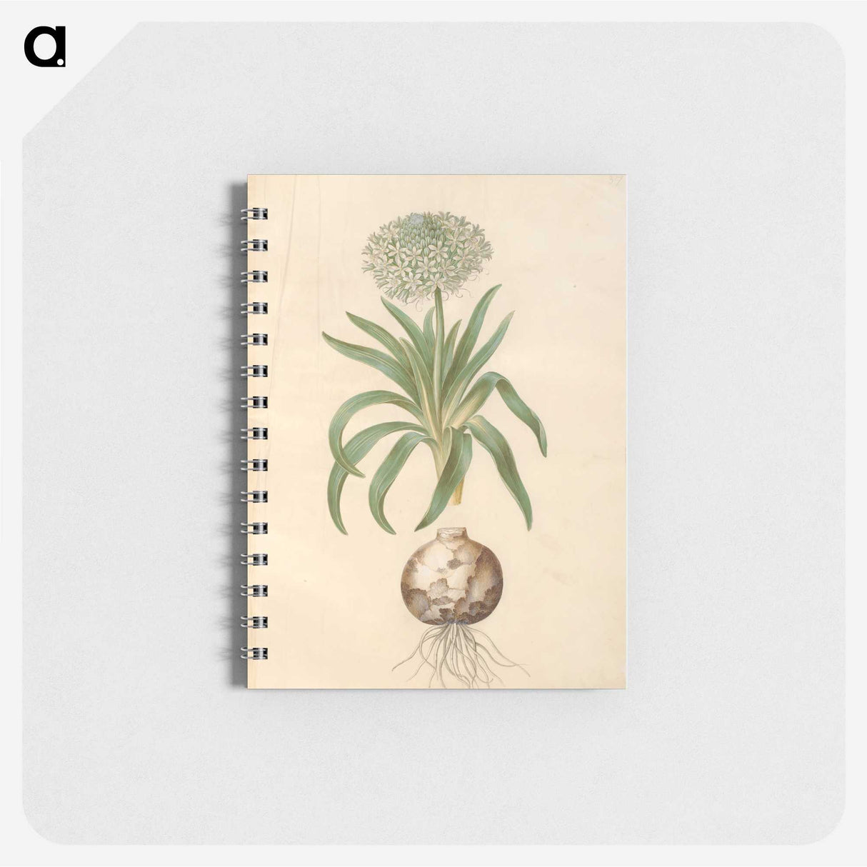 2-11_Maria-Sibylla-Merian_memo