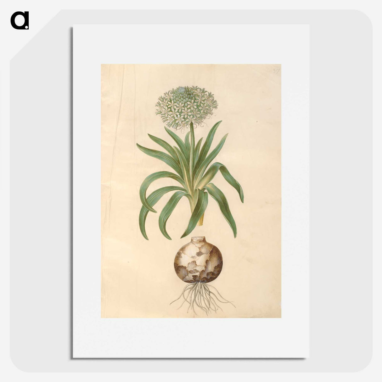 2-11_Maria-Sibylla-Merian_picture