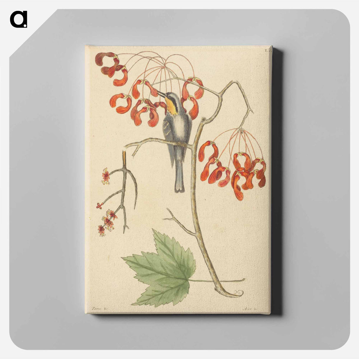 アートパネル-The Yellow Throated Creeper
- マーク ケイツビー Canvas.