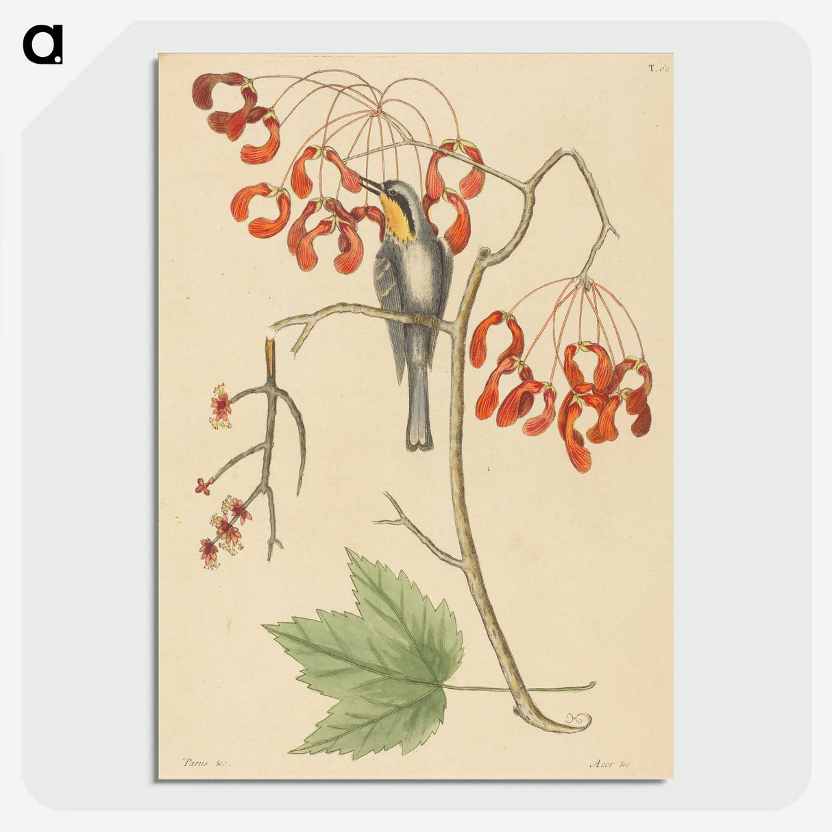 2-11_Mark-Catesby_picture-crop