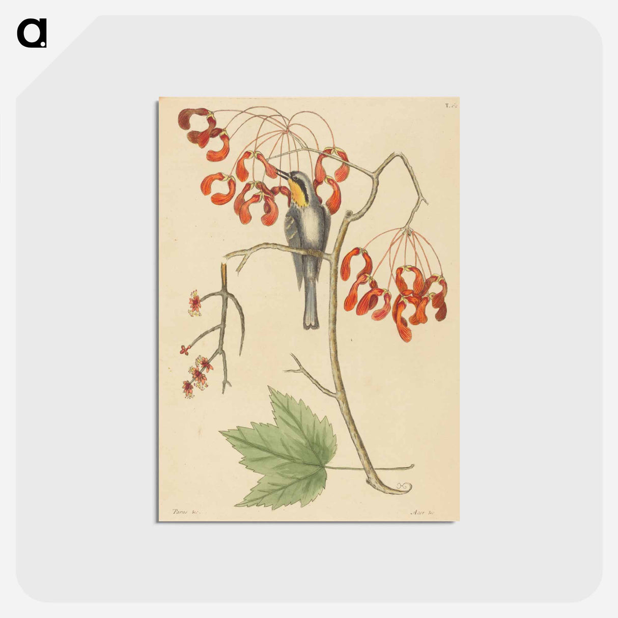 アートポストカード-The Yellow Throated Creeper
- マーク ケイツビー Postcard.