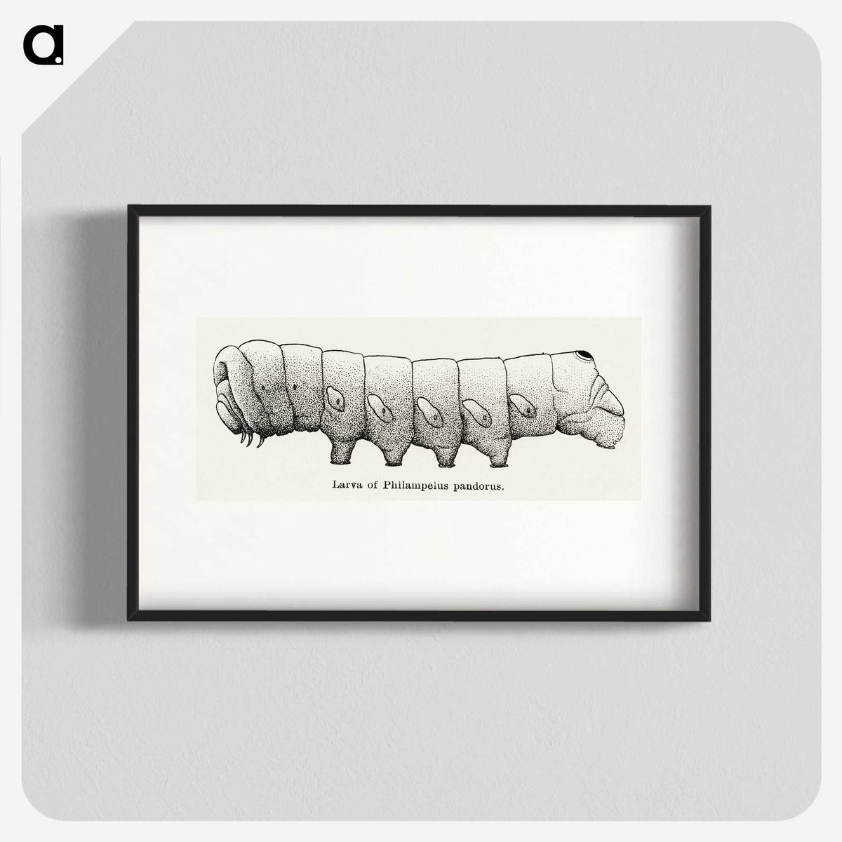 2-11_Moths-and-Butterflies-of-the-United-States_blk