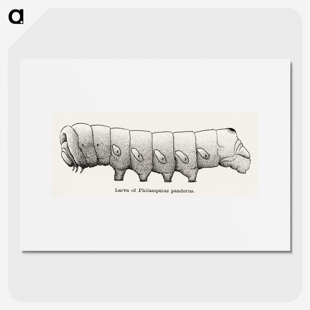 2-11_Moths-and-Butterflies-of-the-United-States_picture