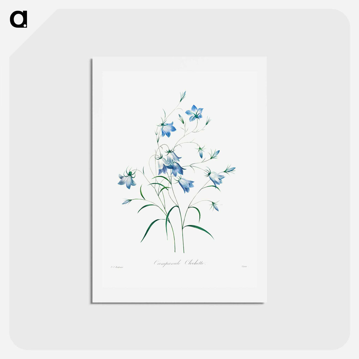 アートポストカード-Campanule - ピエール ジョゼフ ルドゥーテ Postcard.
