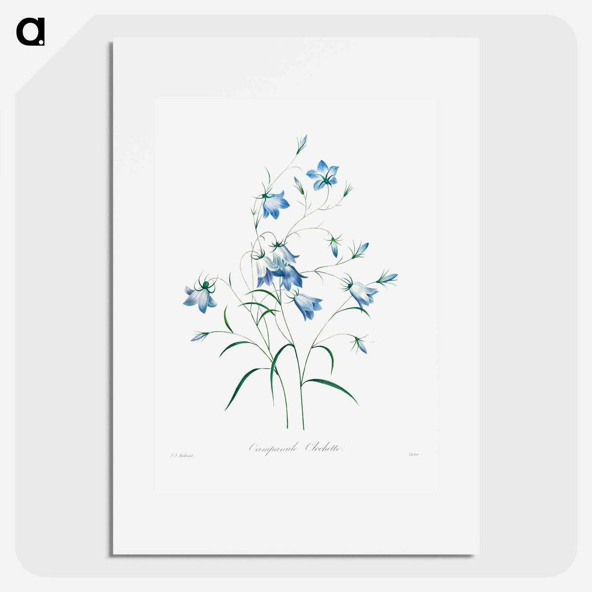 Campanule - ピエール ジョゼフ ルドゥーテ Poster.