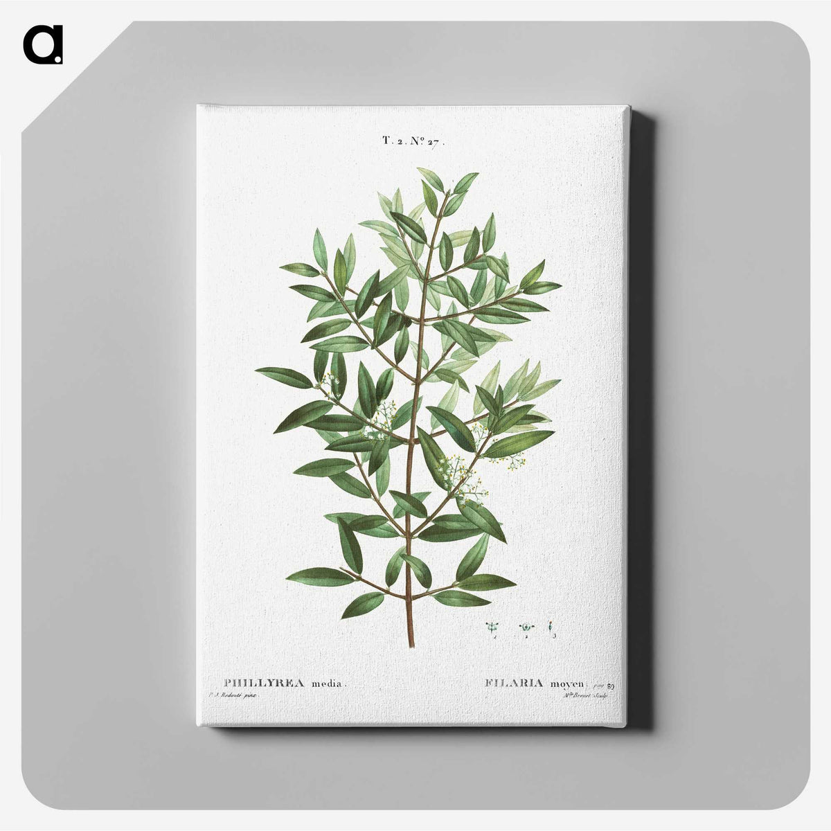2-11_Treatise-on-Trees-and-Shrubs_canvas