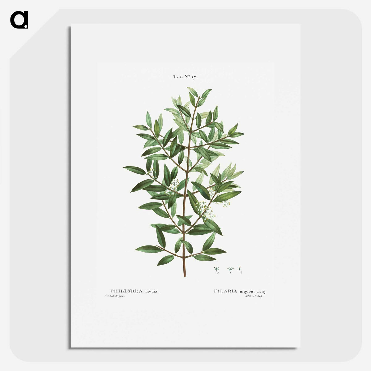 2-11_Treatise-on-Trees-and-Shrubs_picture