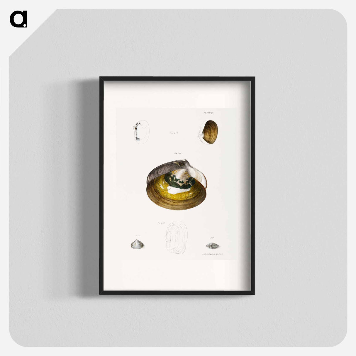 Different types of seashells illustration from Zoology of New York by James Ellsworth De Kay - ニューヨークの動物学 Poster.