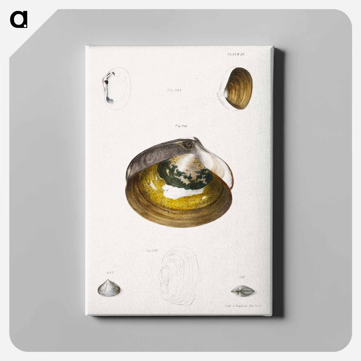 Different types of seashells illustration from Zoology of New York by James Ellsworth De Kay - ニューヨークの動物学 Canvas.