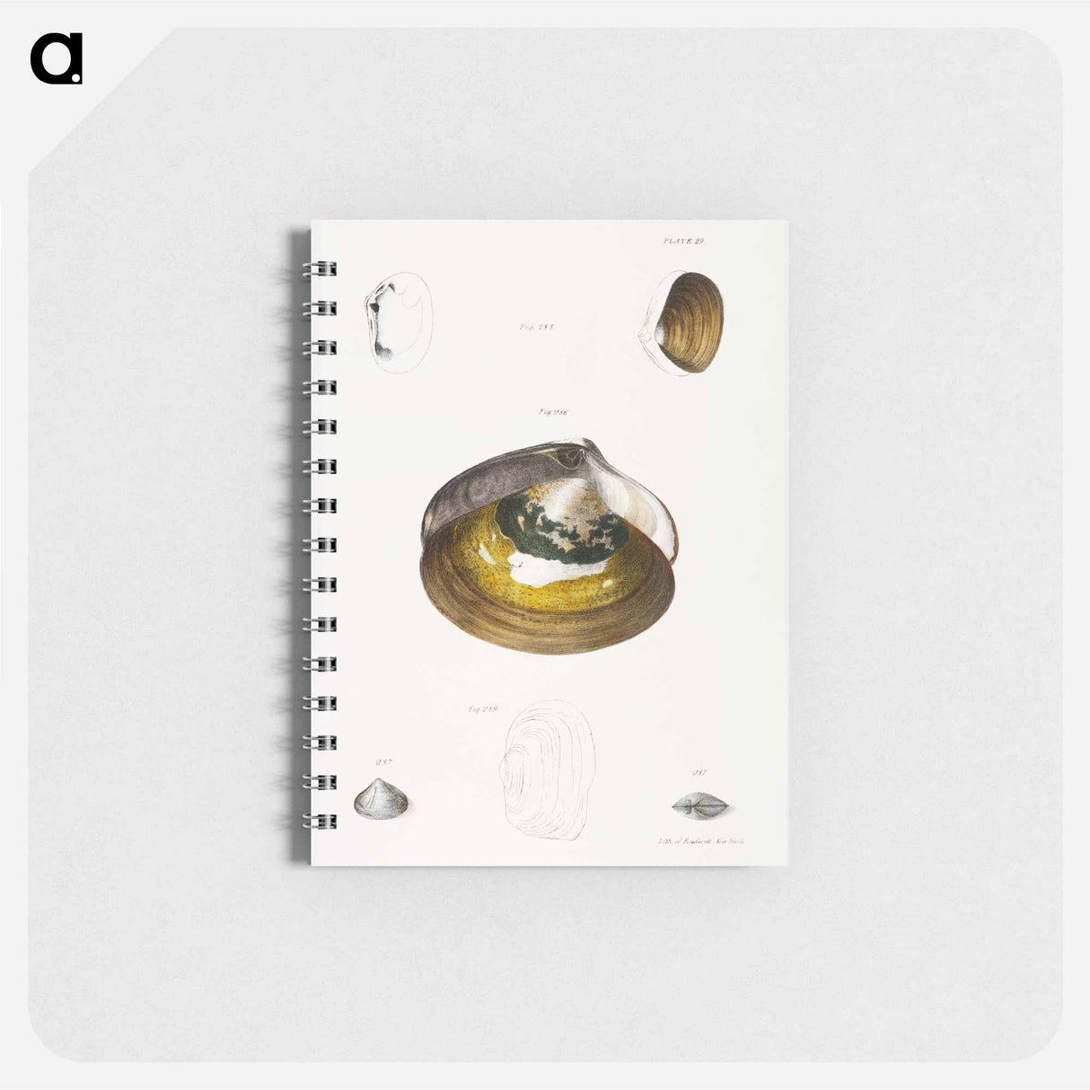 Different types of seashells illustration from Zoology of New York by James Ellsworth De Kay - ニューヨークの動物学 Memo.