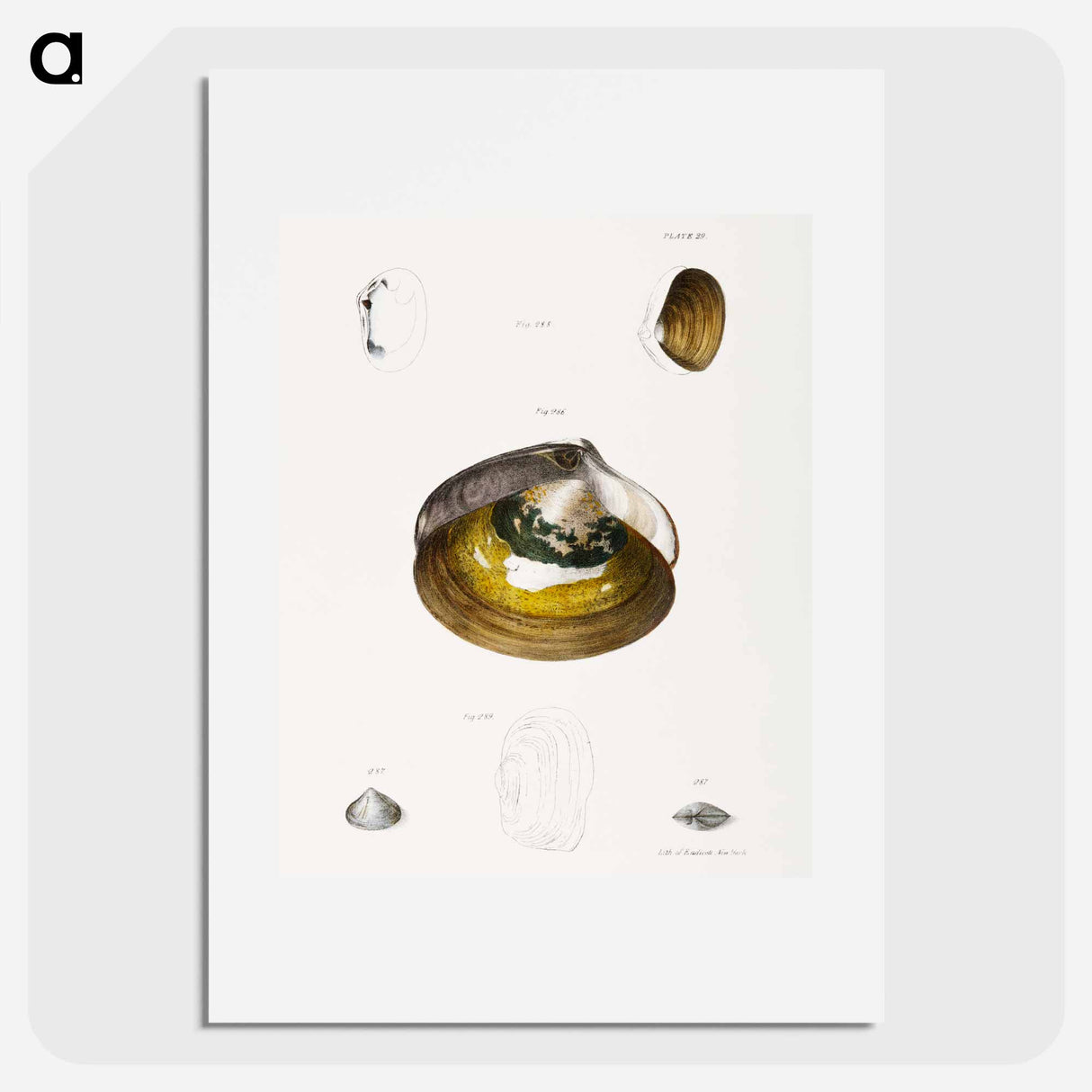 Different types of seashells illustration from Zoology of New York by James Ellsworth De Kay - ニューヨークの動物学 Poster.