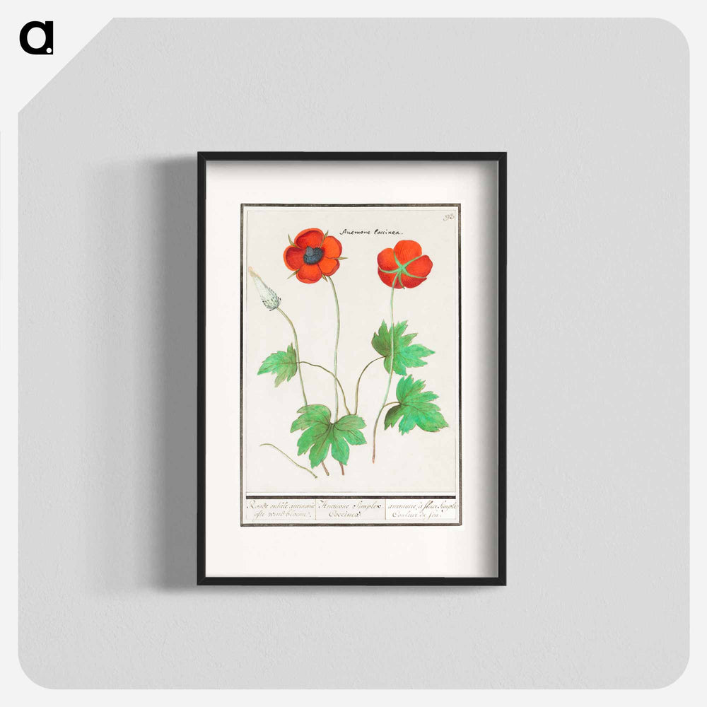 Anemone, Anemone - アンセルムス ボエティウス デ ブート Poster.