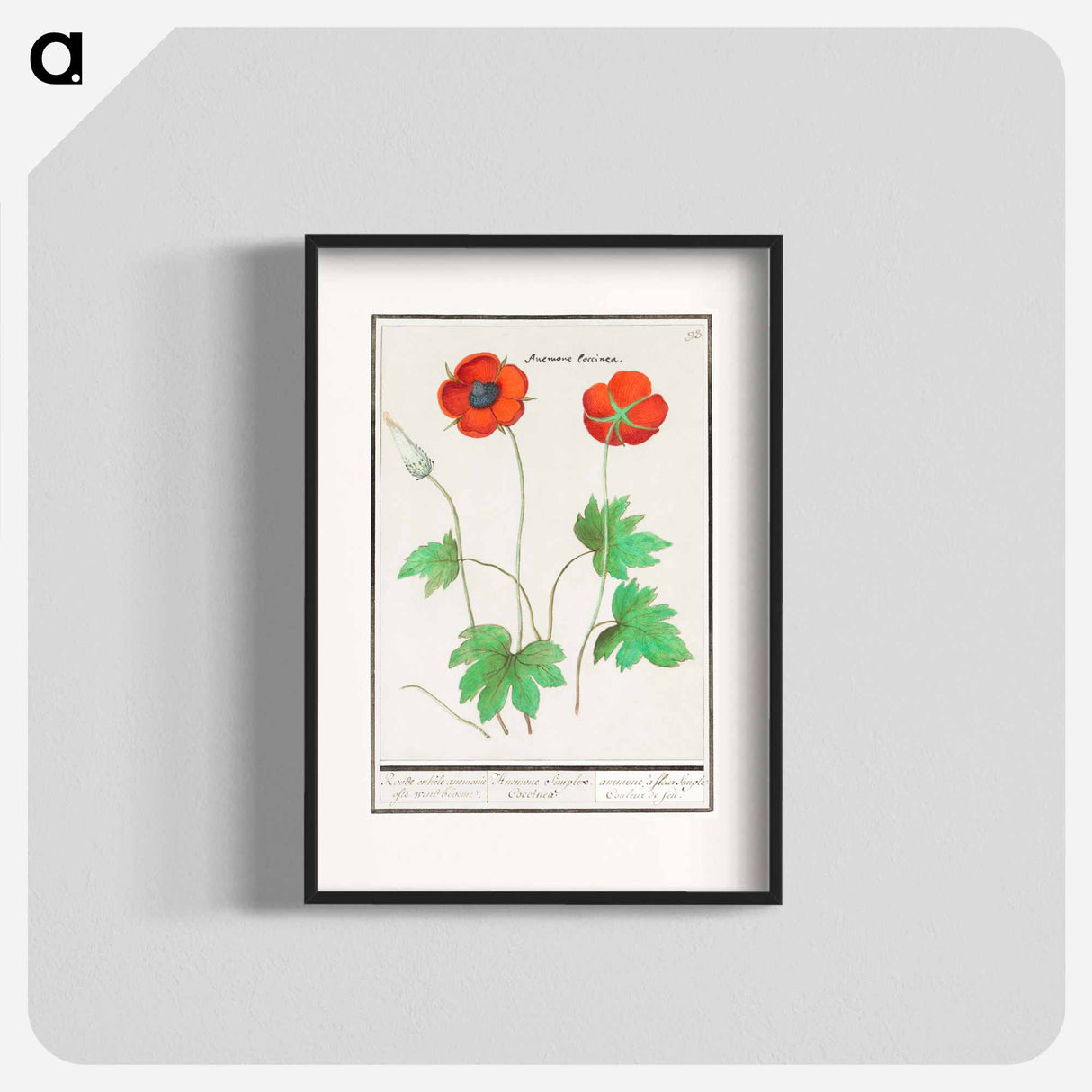アートポスター-Anemone, Anemone - アンセルムス ボエティウス デ ブート Poster.