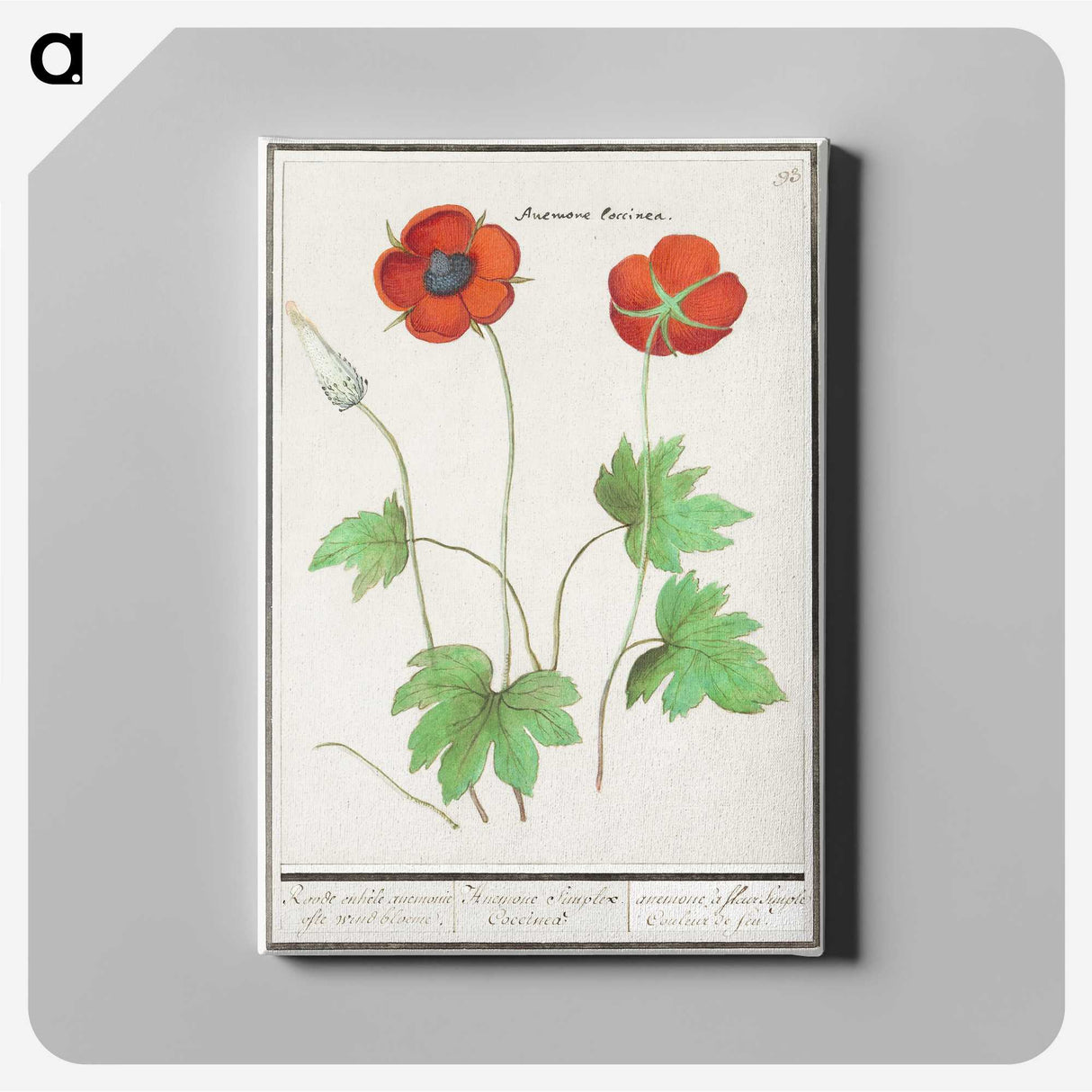 2-12_Anselmus-Boetius-de-Boodt_canvas