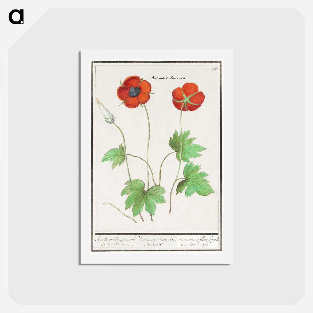2-12_Anselmus-Boetius-de-Boodt_hagaki