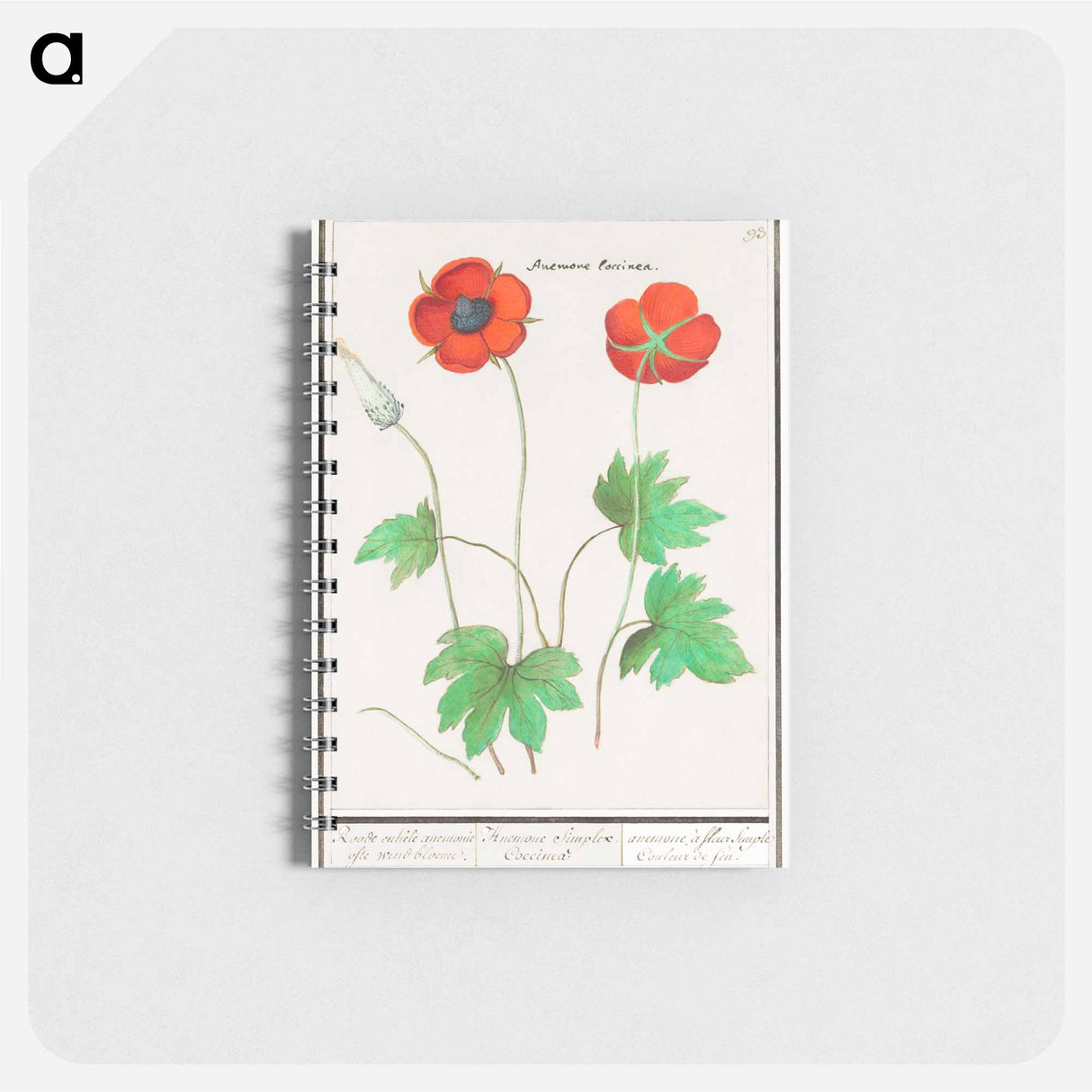 アートメモ帳-Anemone, Anemone - アンセルムス ボエティウス デ ブート Memo.