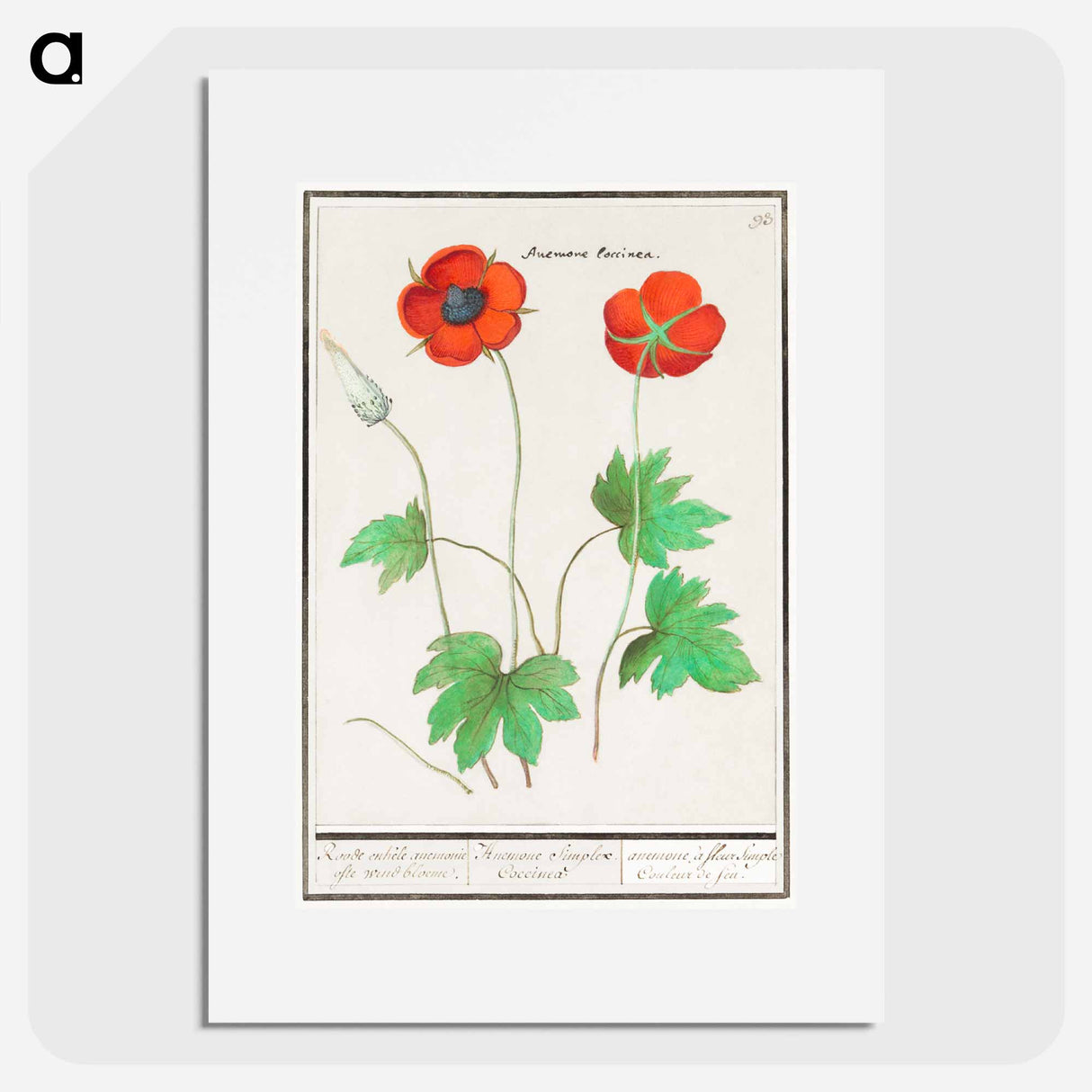 アートポスター-Anemone, Anemone - アンセルムス ボエティウス デ ブート Poster.