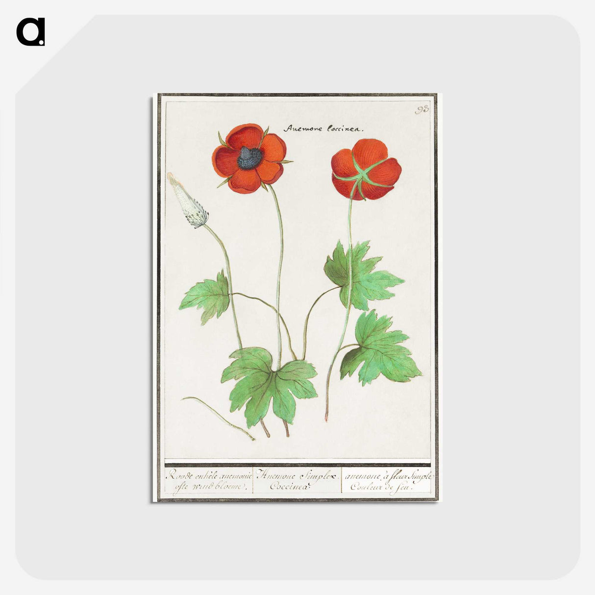 2-12_Anselmus-Boetius-de-Boodt_postcard